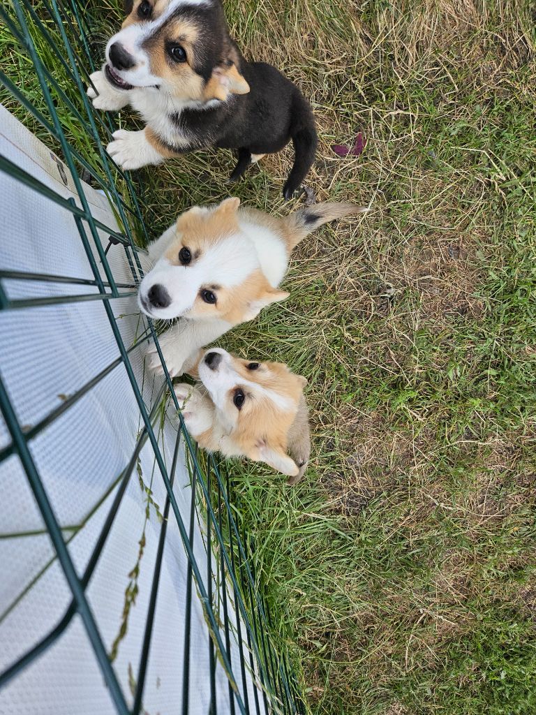 Jessica Aubugeau - Chiots disponibles - Welsh Corgi Pembroke