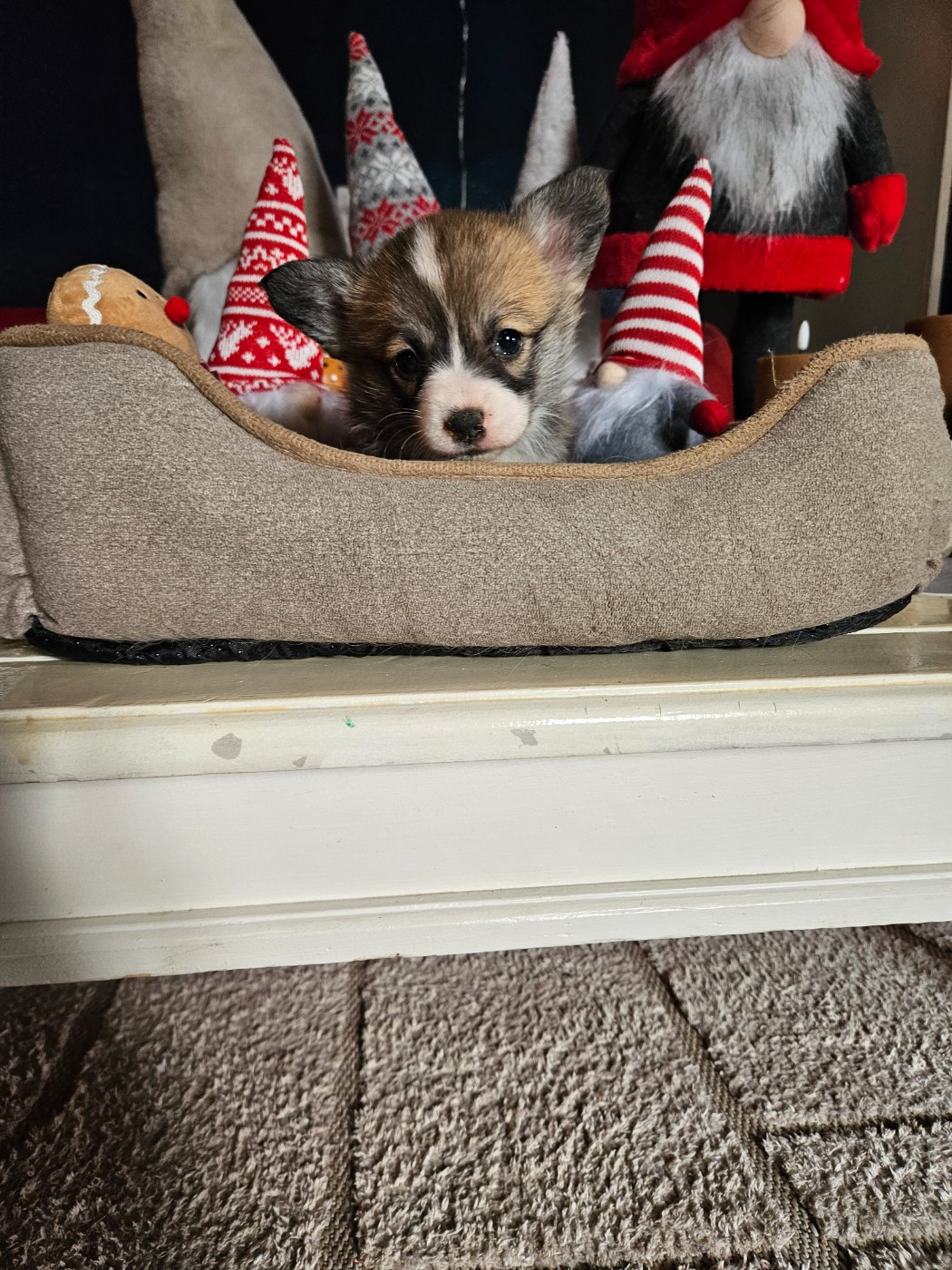 Jessica Aubugeau - Chiots disponibles - Welsh Corgi Pembroke