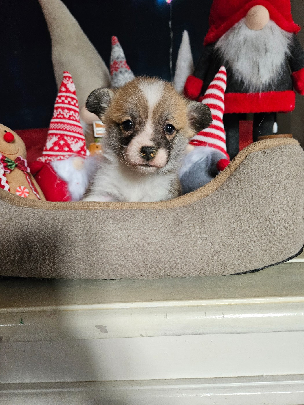 Jessica Aubugeau - Chiots disponibles - Welsh Corgi Pembroke