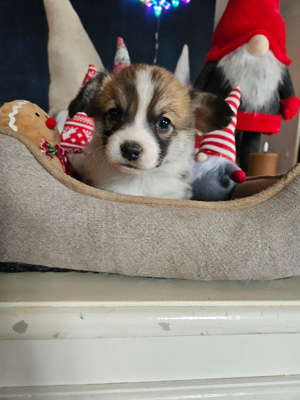 Jessica Aubugeau - Chiots disponibles - Welsh Corgi Pembroke