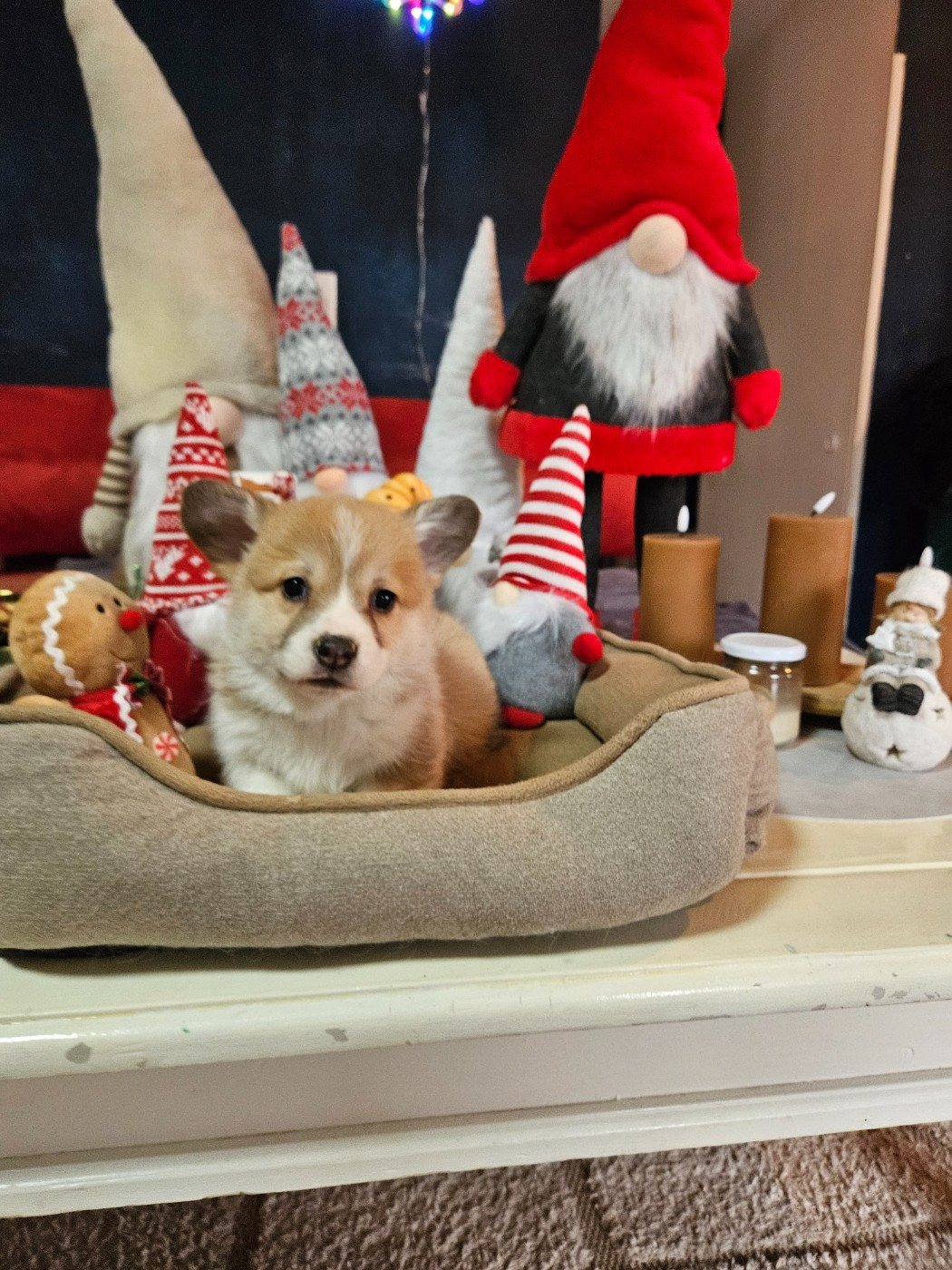 Jessica Aubugeau - Chiots disponibles - Welsh Corgi Pembroke