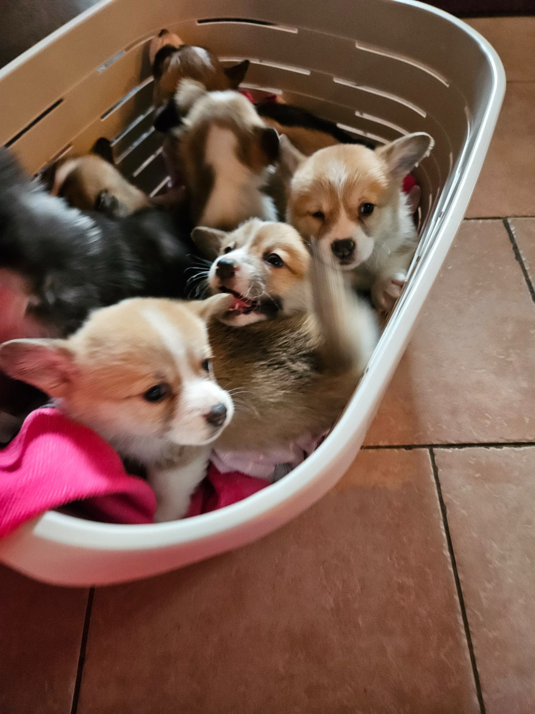 Chiot Welsh Corgi Pembroke Jessica Aubugeau