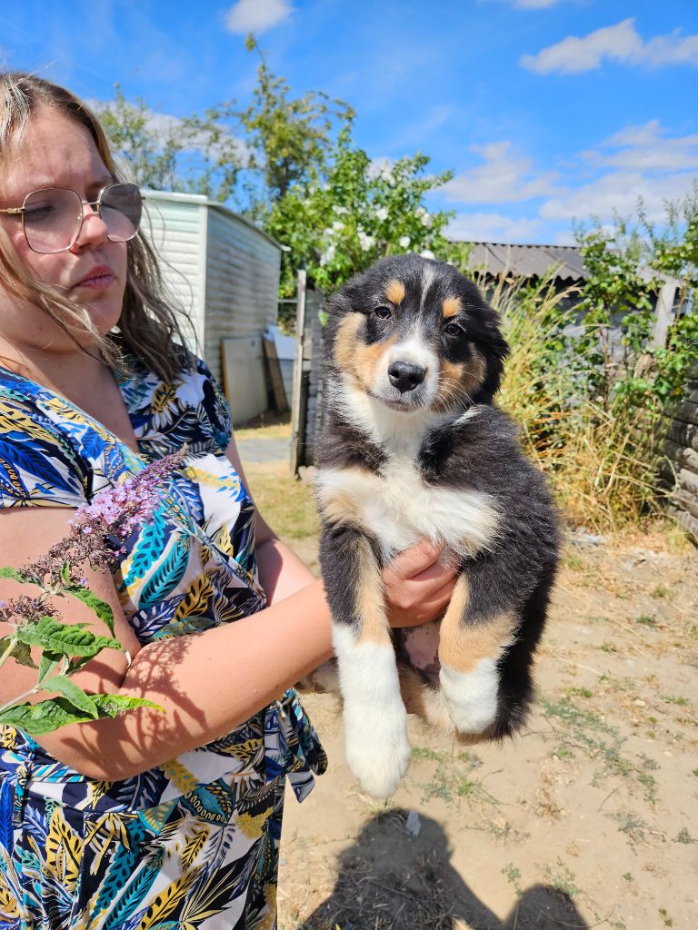 Jessica Aubugeau - Chiots disponibles - Berger Australien