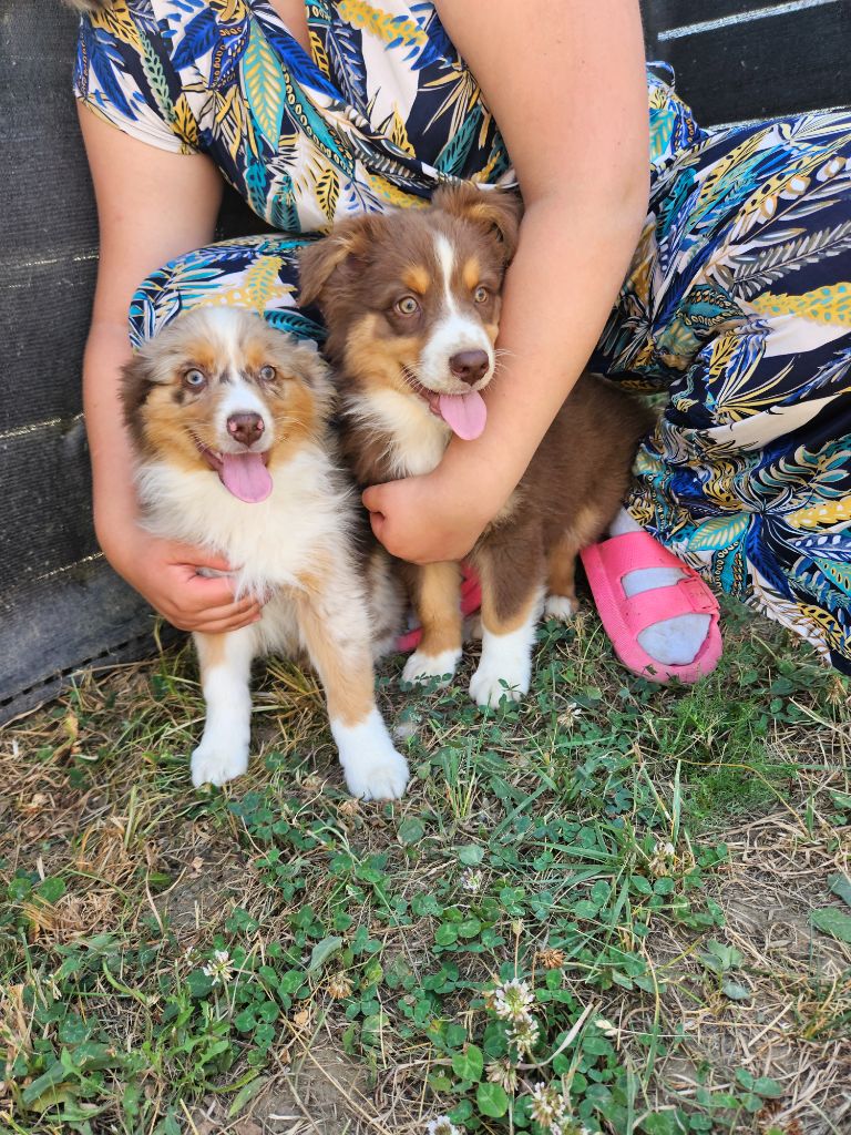 Jessica Aubugeau - Chiots disponibles - Berger Australien