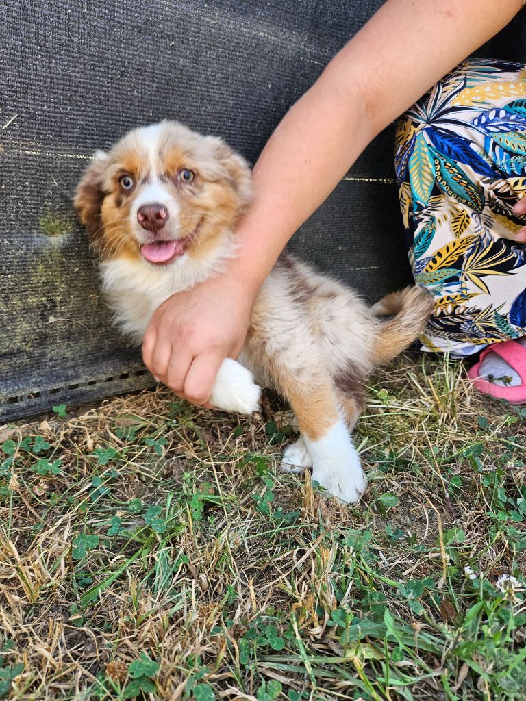 Jessica Aubugeau - Chiots disponibles - Berger Australien