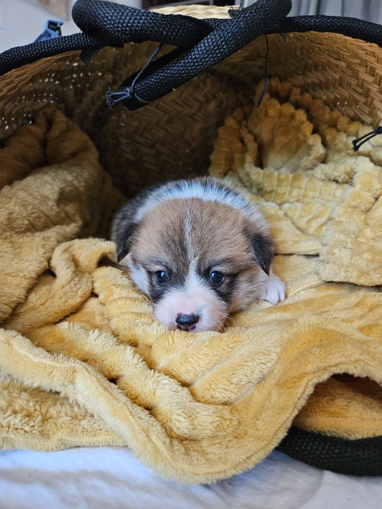 Jessica Aubugeau - Welsh Corgi Pembroke - Portée née le 14/06/2025