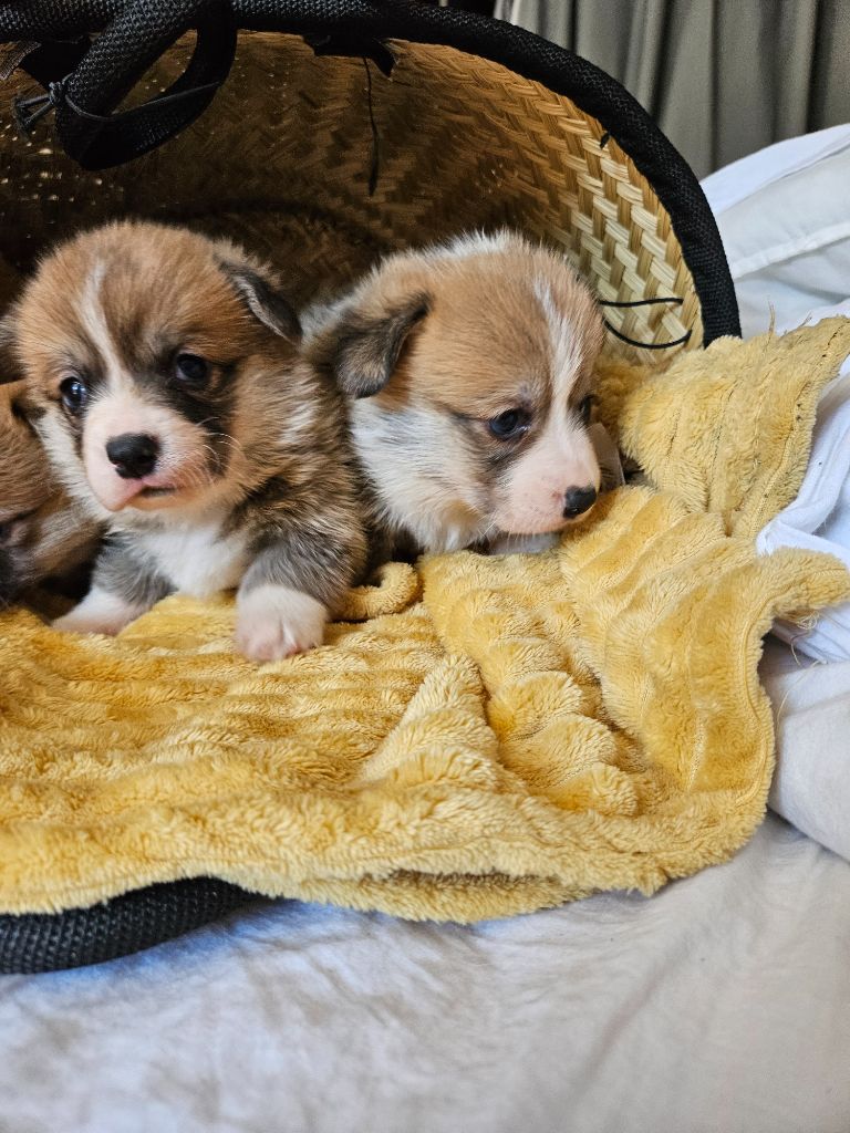 Jessica Aubugeau - Chiots disponibles - Welsh Corgi Pembroke