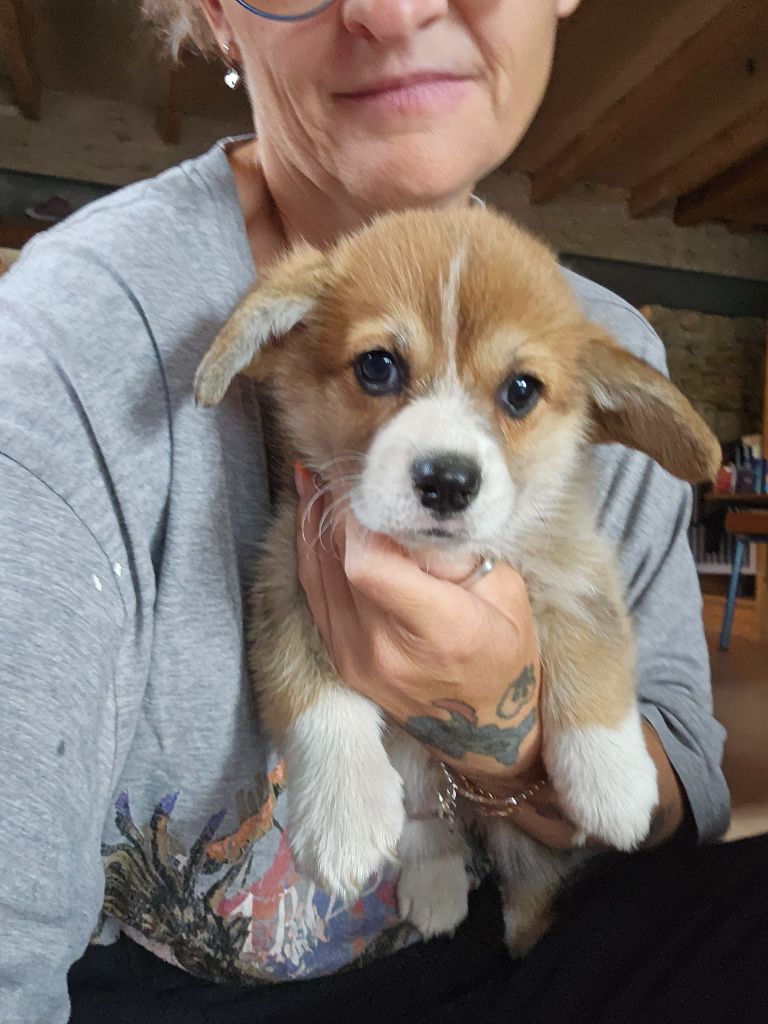 Jessica Aubugeau - Chiots disponibles - Welsh Corgi Pembroke